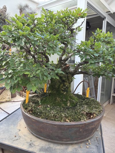 Zelkova Nire “Sa Grossa”***