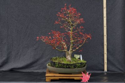 ACER PALMATUM PHOENIX