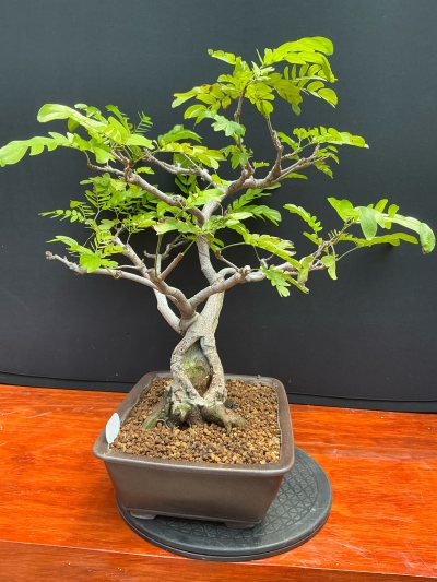 Carbonero