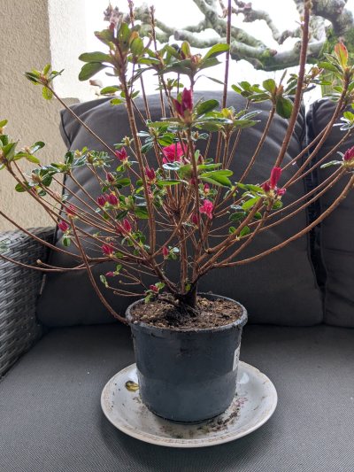 Azalée Hino Crimson 3