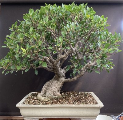 Ficus retusa