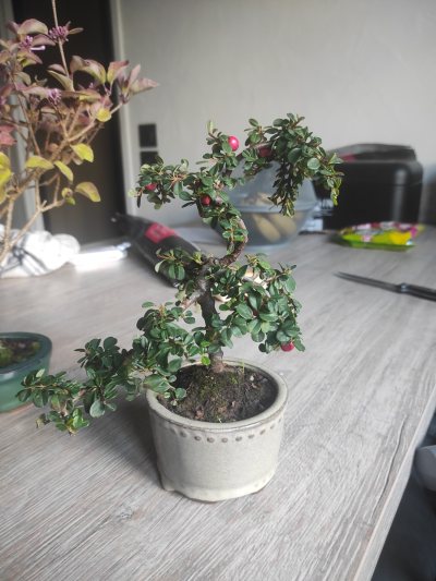 Cotoneaster