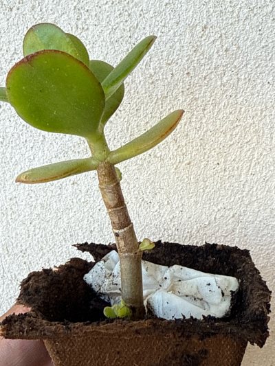 Jade 2