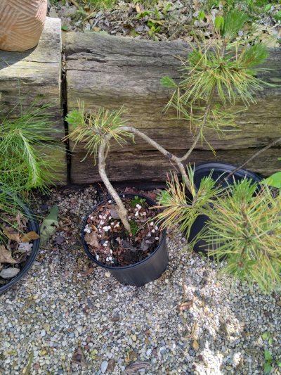 Japanese Black Pine, Ondai twisted graft tree