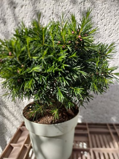 Chamaelaucium "fleur de cire"