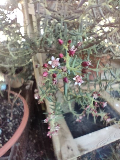 Crassula sarcaucolis