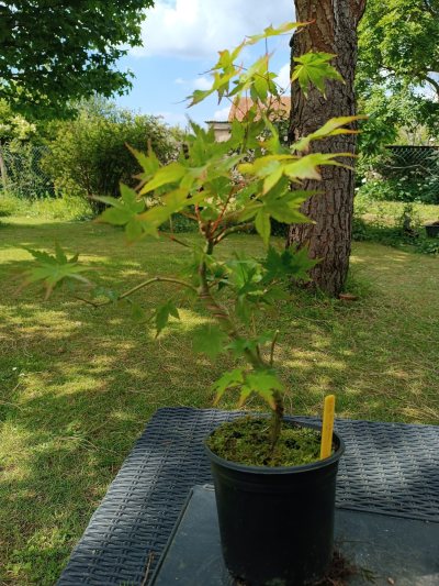 Acer palmatum