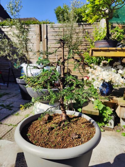 Taxus Adeline