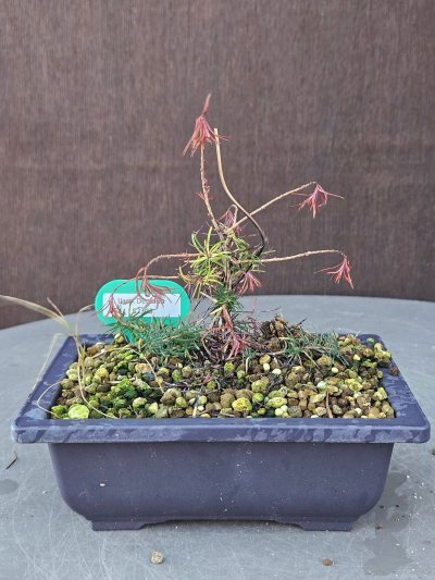 Larix Decidua