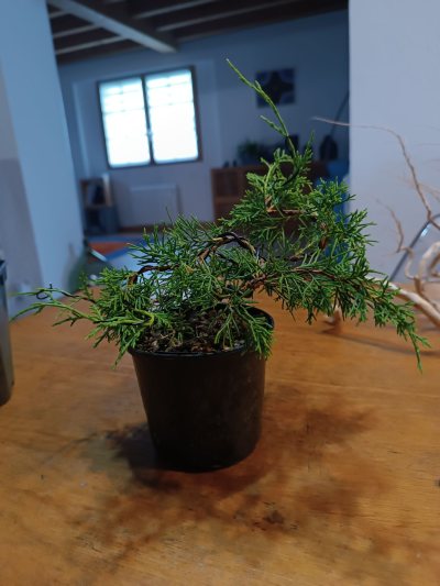 Juniperus chinensis Itoigawa 059