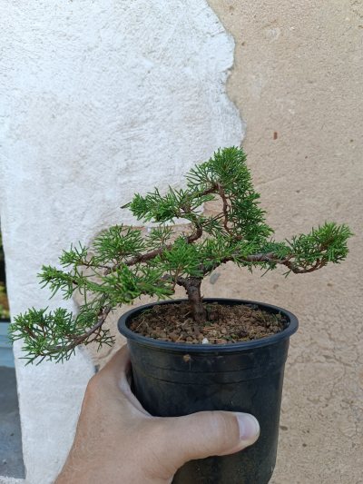 Juniperus Itoigawa 098