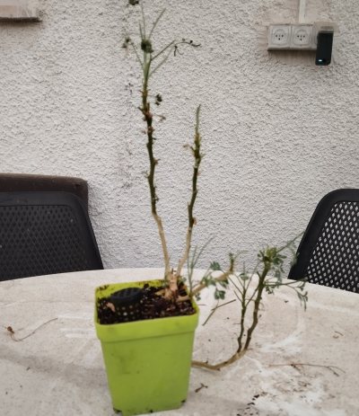 Рута душистая (Ruta graveolens) РДу01
