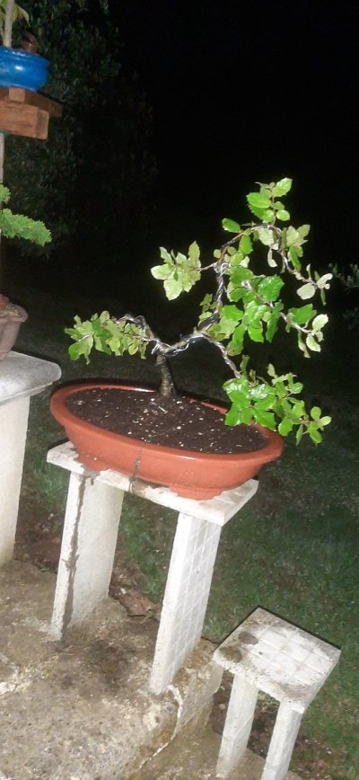 Quercia leccio