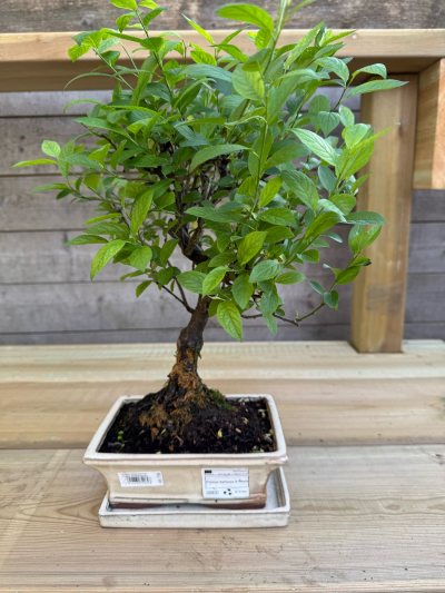 Prunus