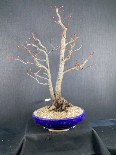 Liquidambar