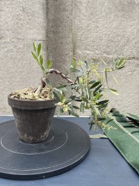 가지치기 및 배선 - 26. 6. 8. - Photo 1/2