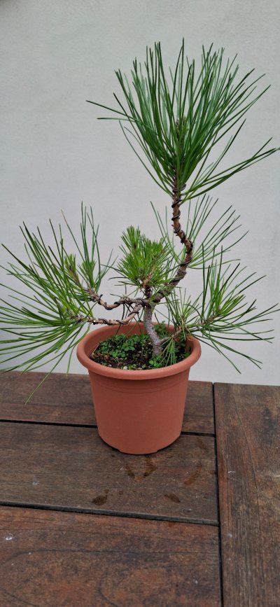Pin noir Shohin Moyogi
