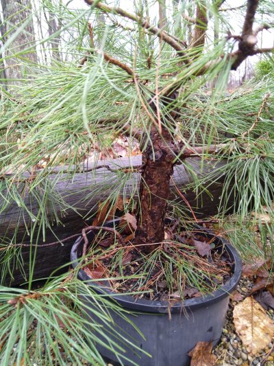 Japanese black pine, forgotten