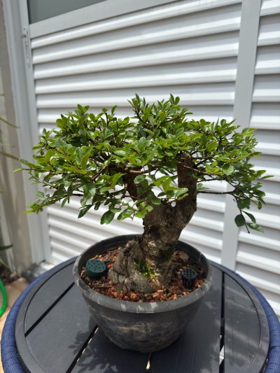 Ulmus do grande