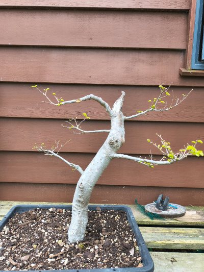 Chinese Elm 006