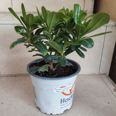 Питтоспорум Тобира 🌳ПиТ01