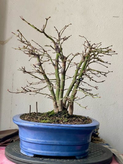 Acer yamamomijii multi troncs