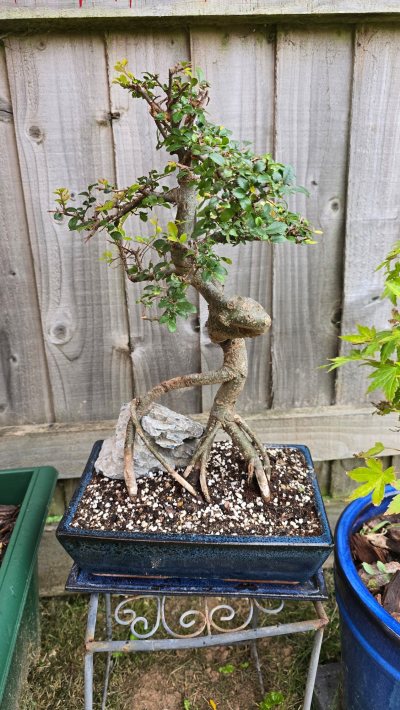 Chinese elm