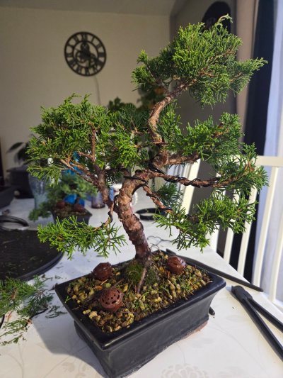 Juniperus itoigawa