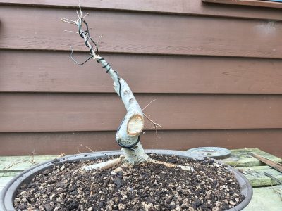 Chinese Elm 013
