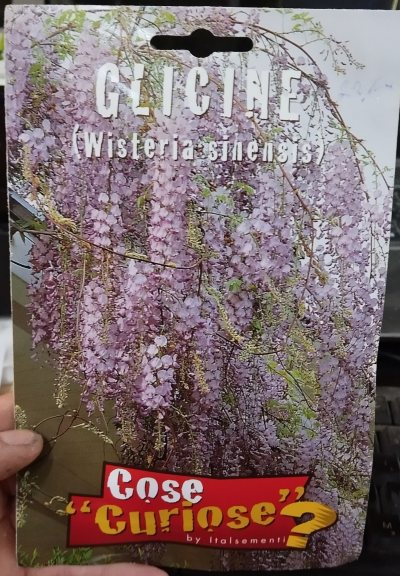 Глициния китайская семена
