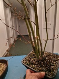 Umtopfen - 09.03.26 - Photo 1/8