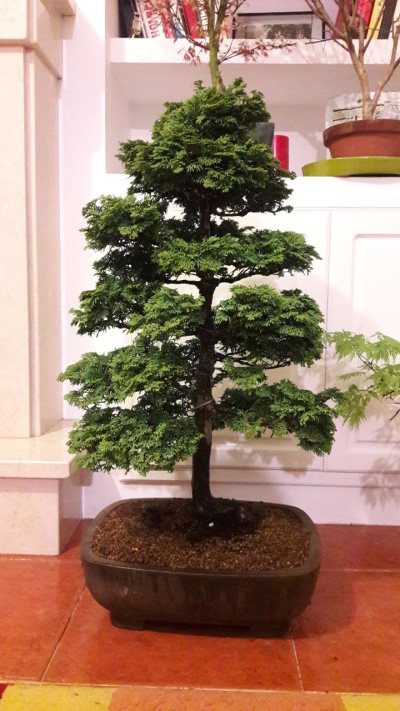 Ciprés Hinoki