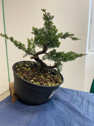 Juniperus chinensis