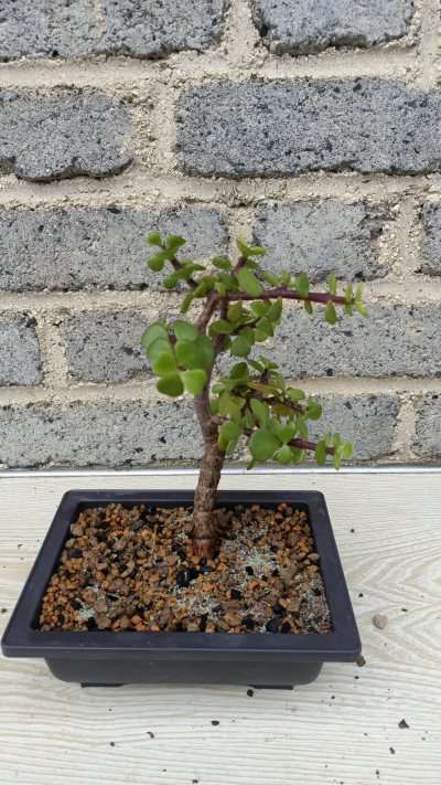 portulacaria Aaron