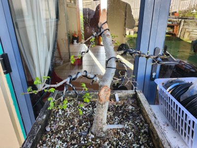 Chinese Elm 019