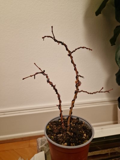 Katsura double trunk