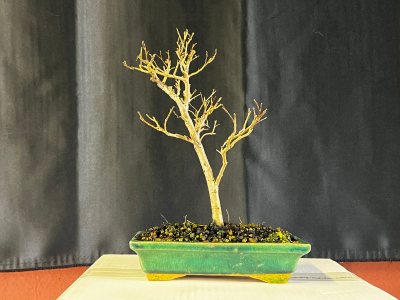 Zelkova arbre à clous