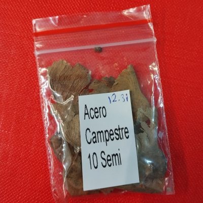 Клён полевой семена