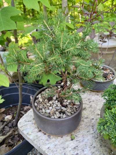 Norway Spruce, Ghost of Christmas past