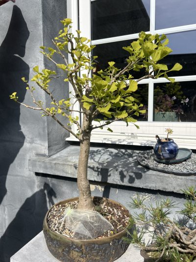Gingko Genck