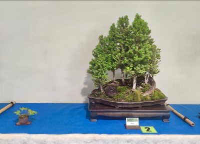 Picea Albertiana