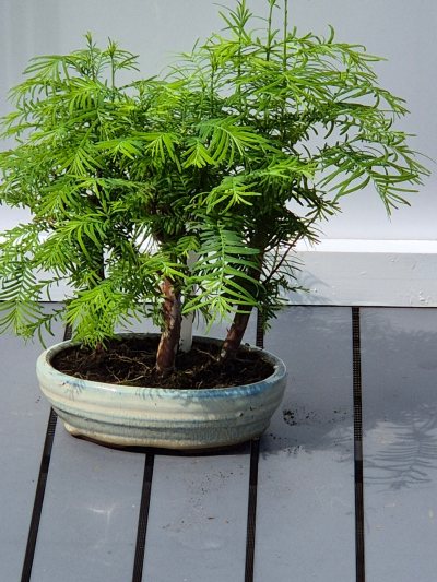 22. Watercipres (Metasequoia) Bos