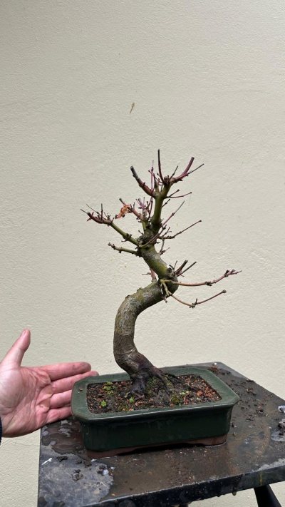 Acer Palmatum