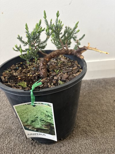 Juniper for Sambath #2