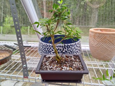 Dwarf Pomegranate,