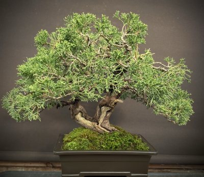 Shohin genévrier itoigawa