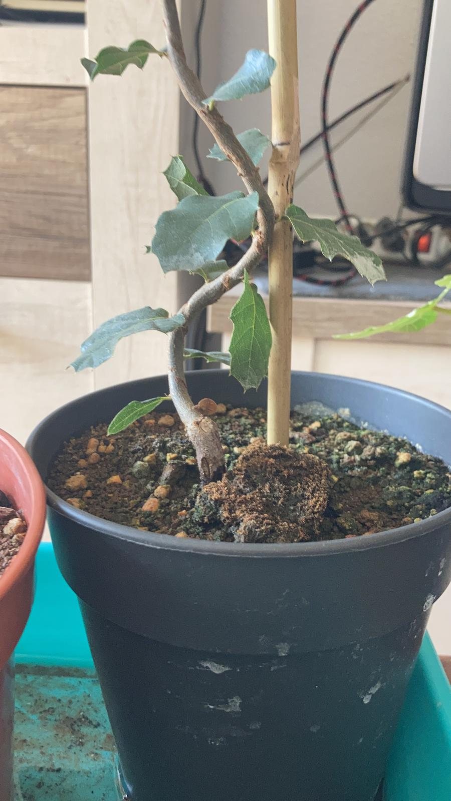 Photo 21