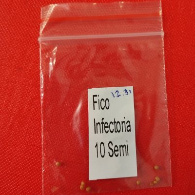 Смоковница обыкновенная (Fico infectoria)