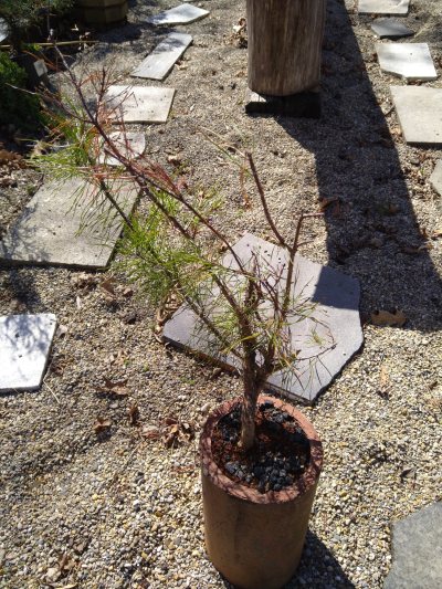 Virginia Pine, low branching Yamadory