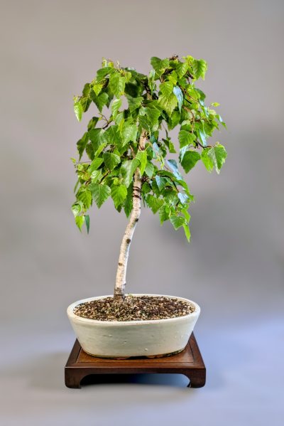 Birke Trauerstil